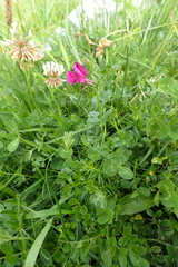 Vicia pyrenaica