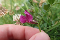 Vicia pyrenaica