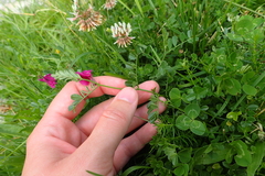 Vicia pyrenaica
