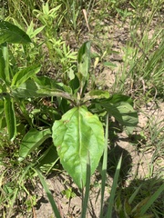 Helianthus silphioides