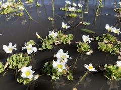 Oxalis natans