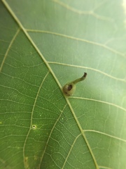 Caryomyia ansericollum