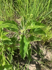 Helianthus silphioides
