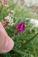 Vicia pyrenaica