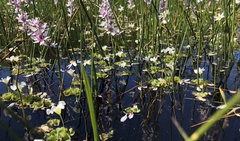 Oxalis natans