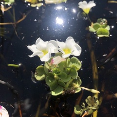 Oxalis natans