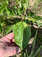 Helianthus silphioides