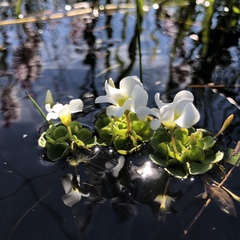 Oxalis natans