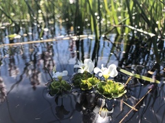 Oxalis natans