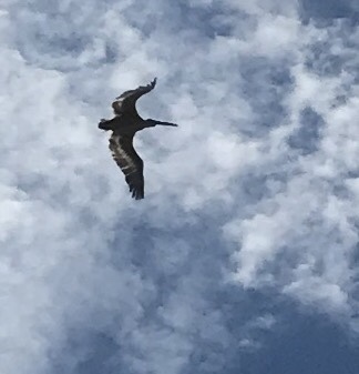 Pelecanus crispus