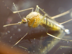 Culex pipiens