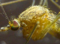 Culex pipiens