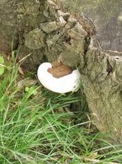 Fungi