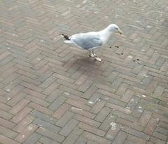 Larus argentatus