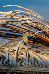 Rallus crepitans grossi