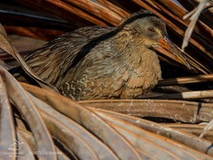 Rallus crepitans grossi