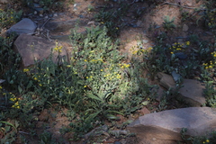 Senecio abruptus