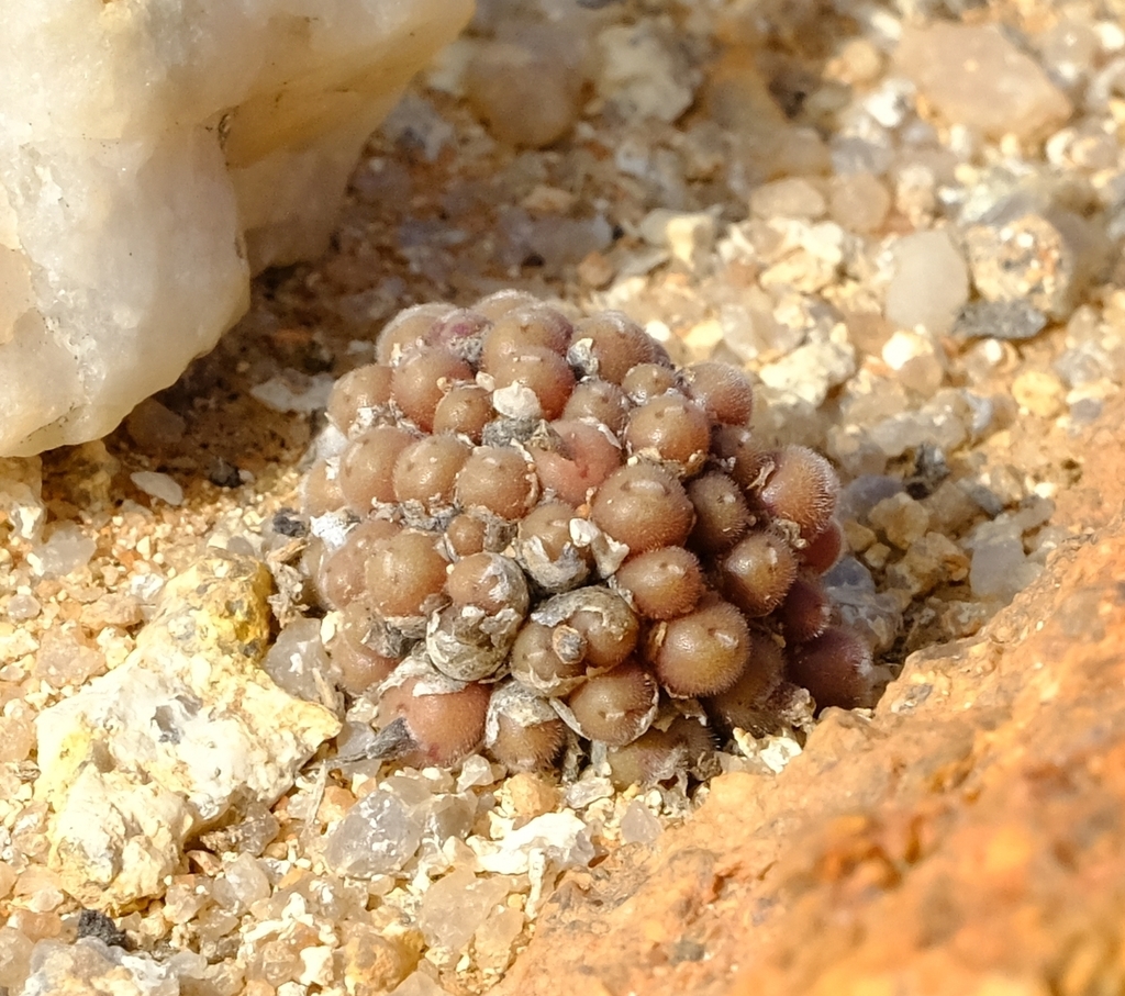 Conophytum pubicalyx