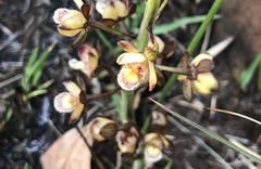 Eulophia clitellifera