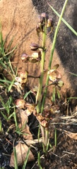 Eulophia clitellifera