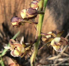 Eulophia clitellifera