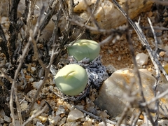 Conophytum pageae