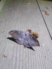 Ischyja ferrifracta