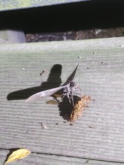 Ischyja ferrifracta