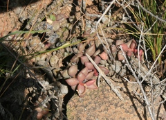 Anacampseros telephiastrum