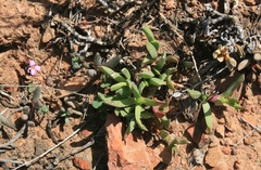 Acrodon purpureostylus