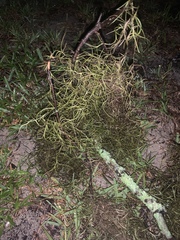 Tillandsia usneoides