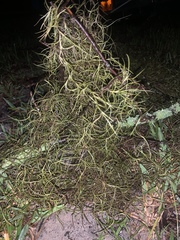 Tillandsia usneoides