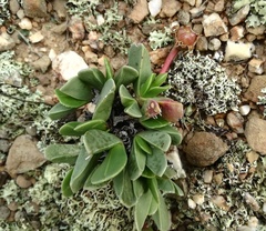 Acrodon purpureostylus