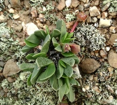 Acrodon purpureostylus