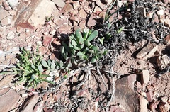 Acrodon purpureostylus
