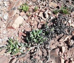 Acrodon purpureostylus