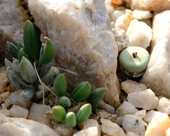 Conophytum pageae