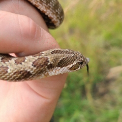 Heterodon nasicus