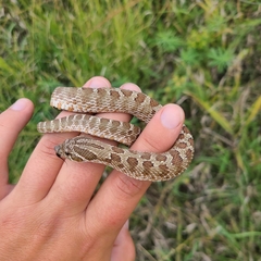 Heterodon nasicus