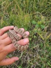 Heterodon nasicus