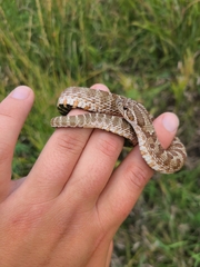 Heterodon nasicus