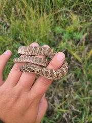 Heterodon nasicus