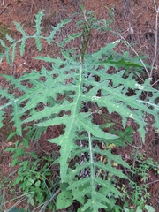 Cirsium ehrenbergii