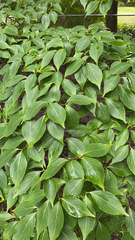 Cornus kousa