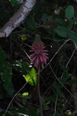 Veltheimia bracteata