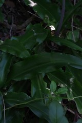 Veltheimia bracteata