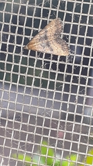 Erebidae