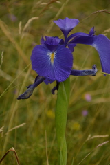 Iris latifolia