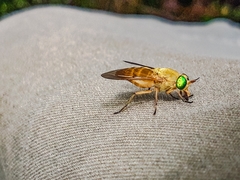 Silvius alpinus