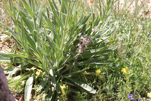 Image of Anchusa capensis by (c) Noeleen du Toit, some rights reserved (CC BY-SA)